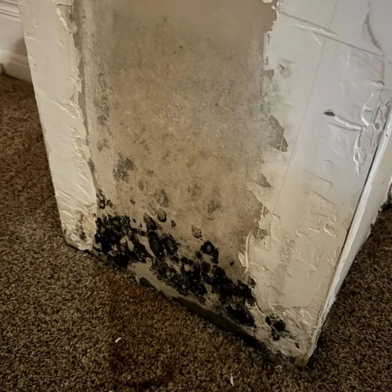 Professional Mold Removal in Campton, KY